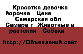 Красотка девочка йорочка › Цена ­ 20 000 - Самарская обл., Самара г. Животные и растения » Собаки   